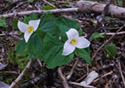 Trillium ovatum